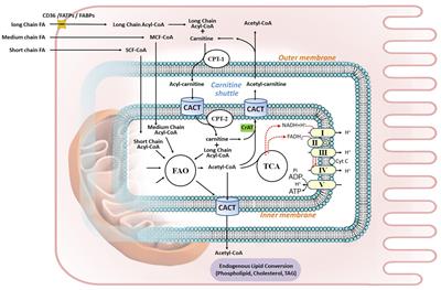 Dyslipidemia in Kidney Disorders: Perspectives on Mitochondria Homeostasis and Therapeutic Opportunities